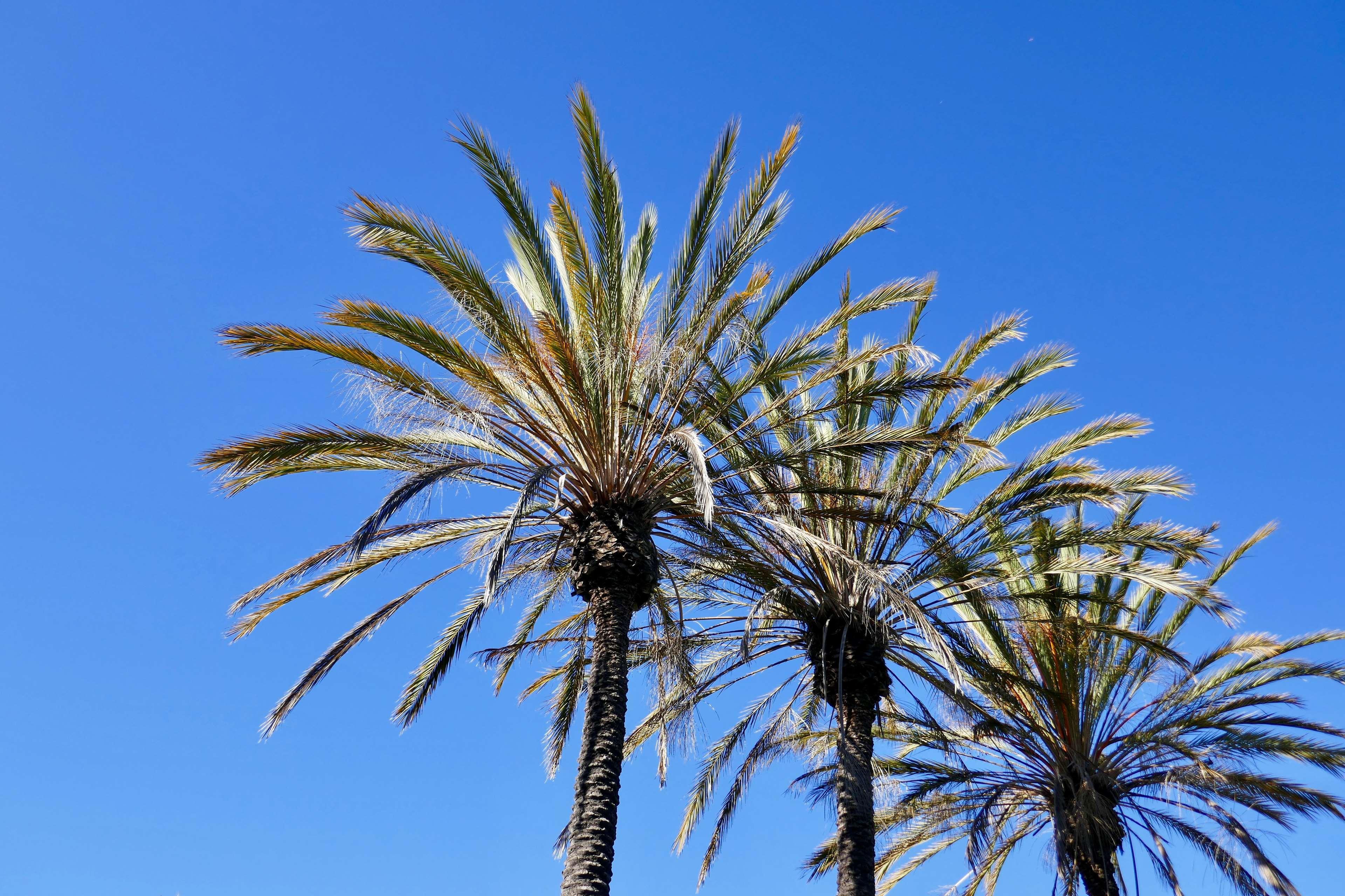 Best Western Golden Sails Hotel Long Beach Exteriér fotografie